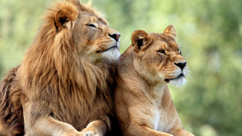 Львам и тиграм запретили спариваться в зоопарке Манилы из-за аномальной жары  