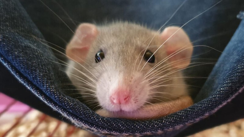 Ученые остановили развитие диабета 1-го типа у мышей  
