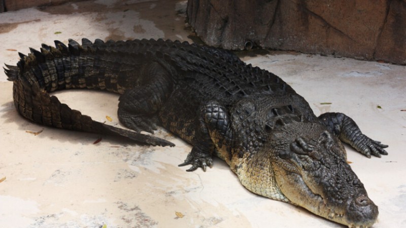 Гигантский мертвый аллигатор стал причиной дорожной аварии в США  