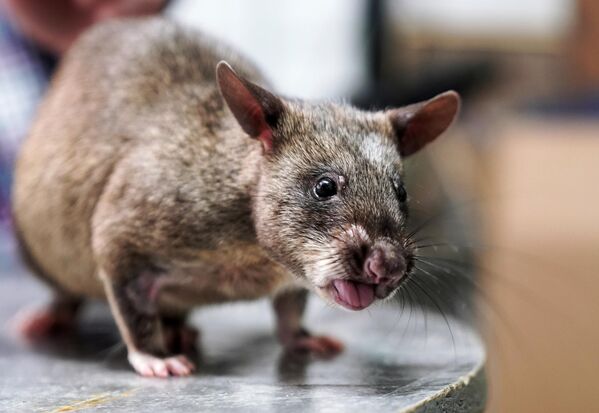 Гигантские гамбийские крысы заполонили остров в США  