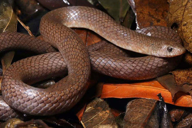 В Таиланде нашли змей с зубами-лезвиями - ФОТО