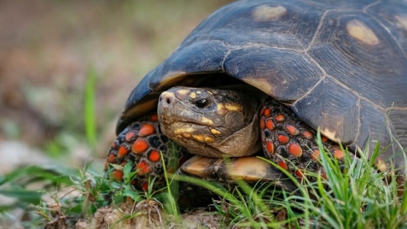 Ученые: Черепахи служили «живыми консервами» древним людям  