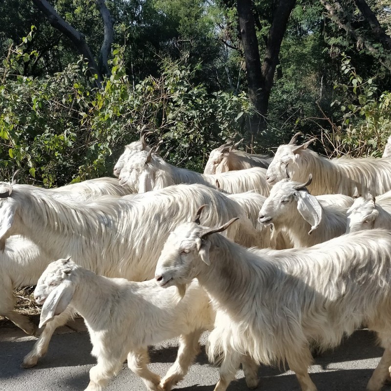 Мэр итальянского города Аликуди придумал, как справиться с нашествием диких коз  